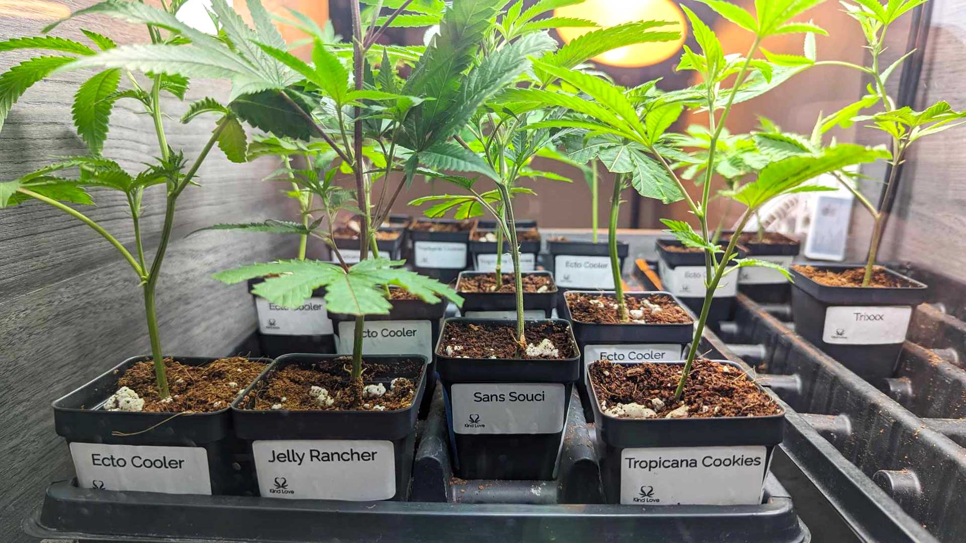 cannabis clones labeled at the dispensary