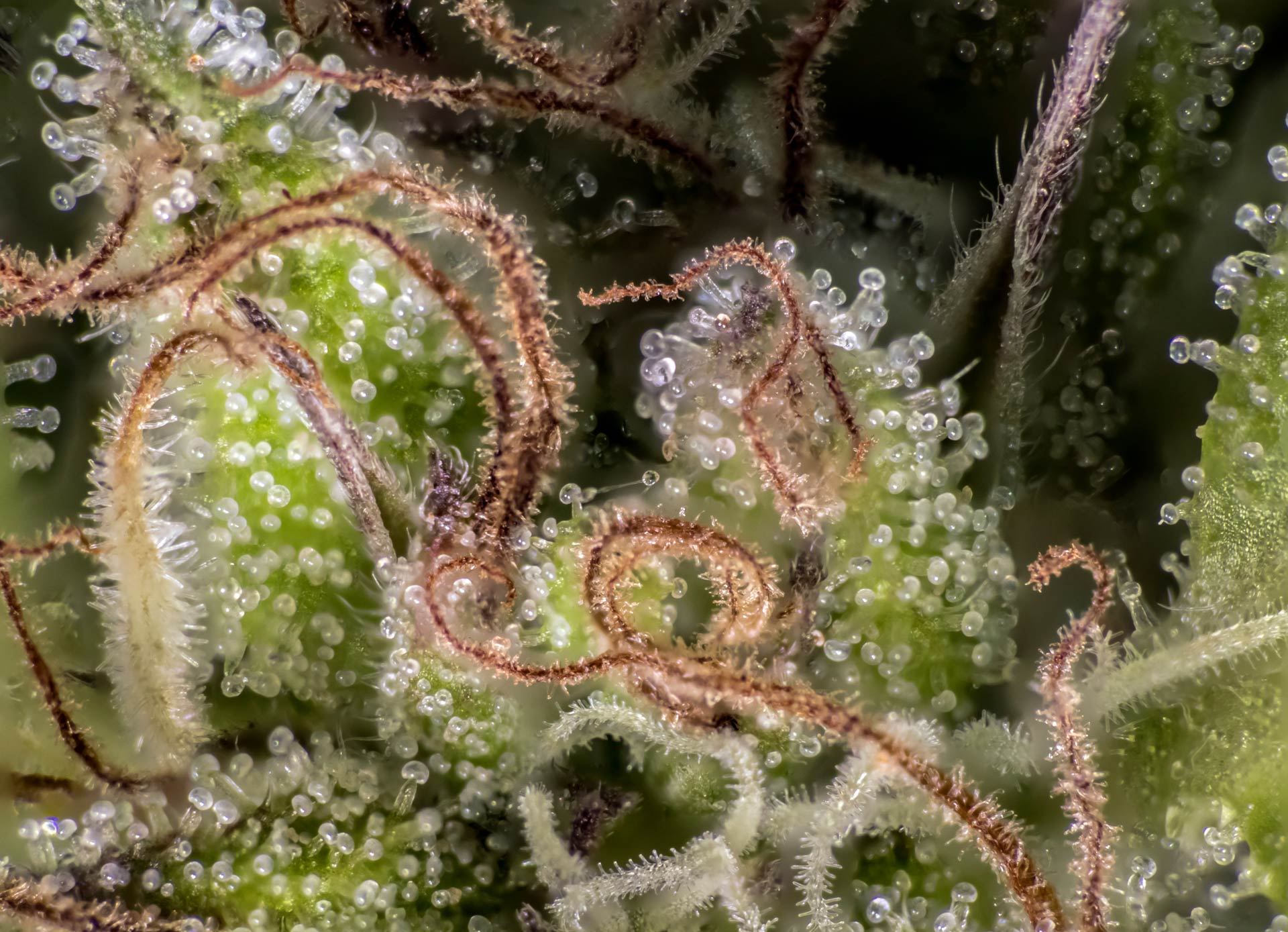 close up of cannabis flower