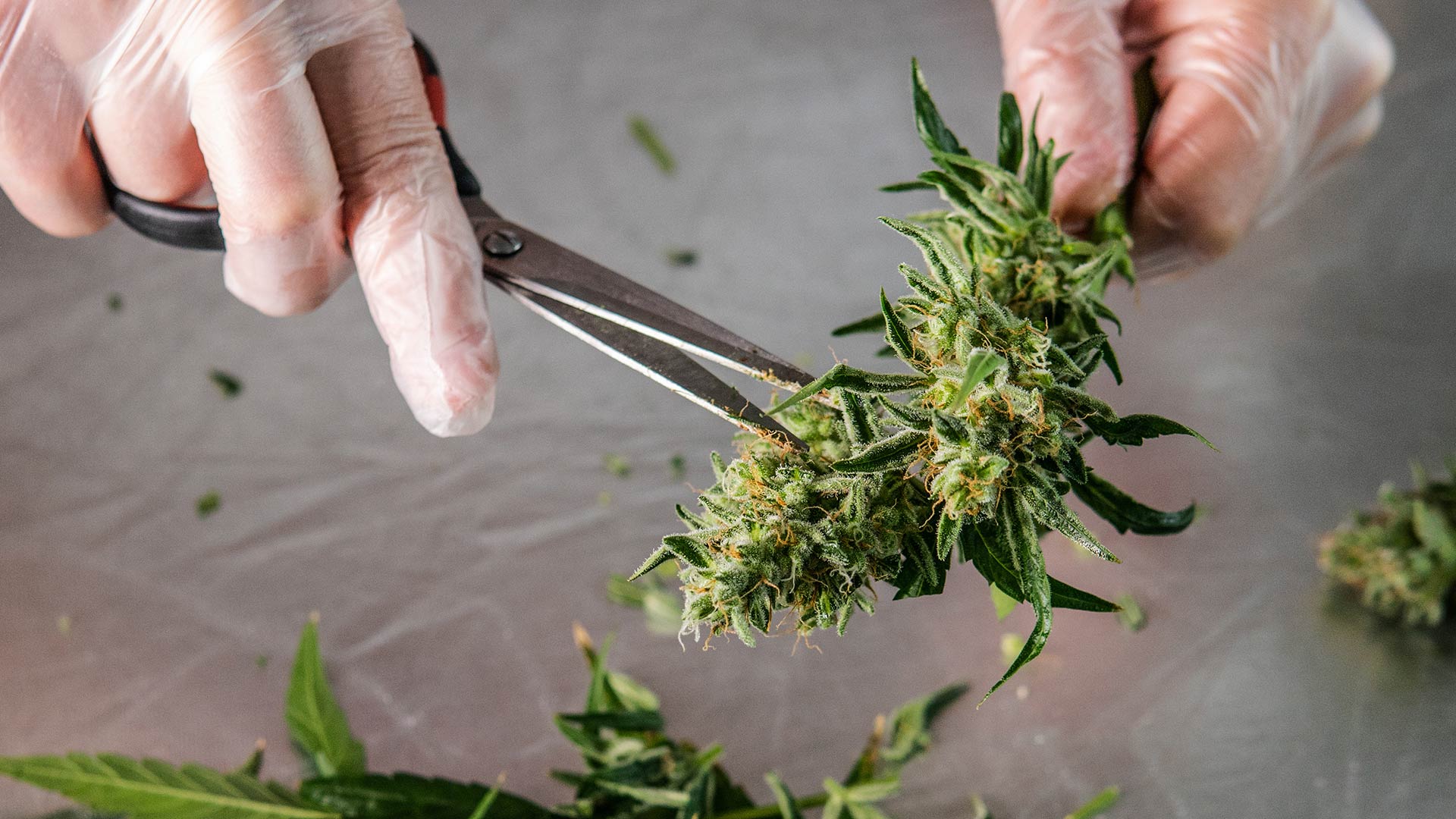hand cutting cannabis flower
