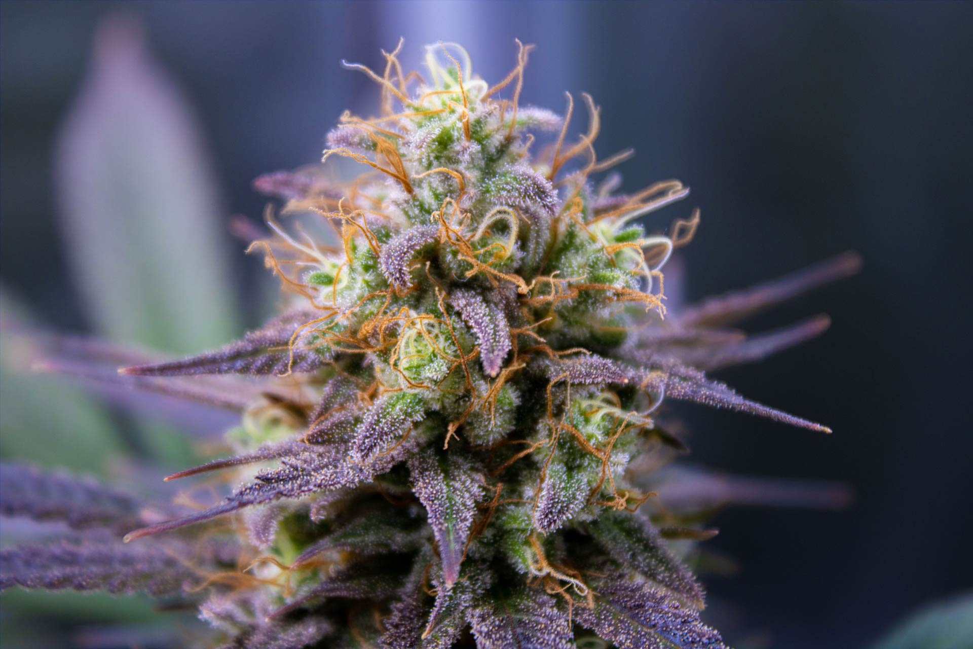 zoomed in photo of cannabis flower