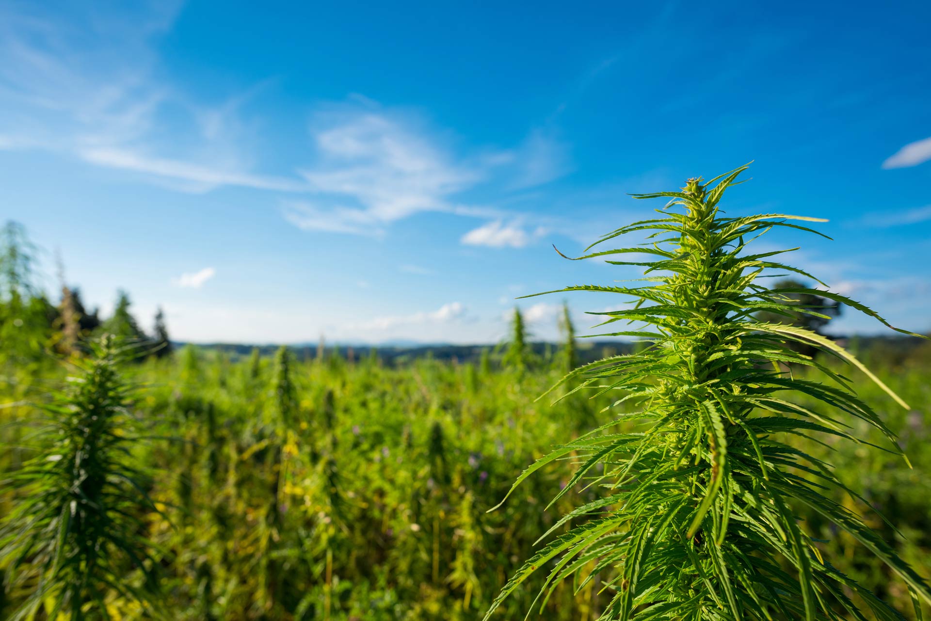 cannabis flower in a field