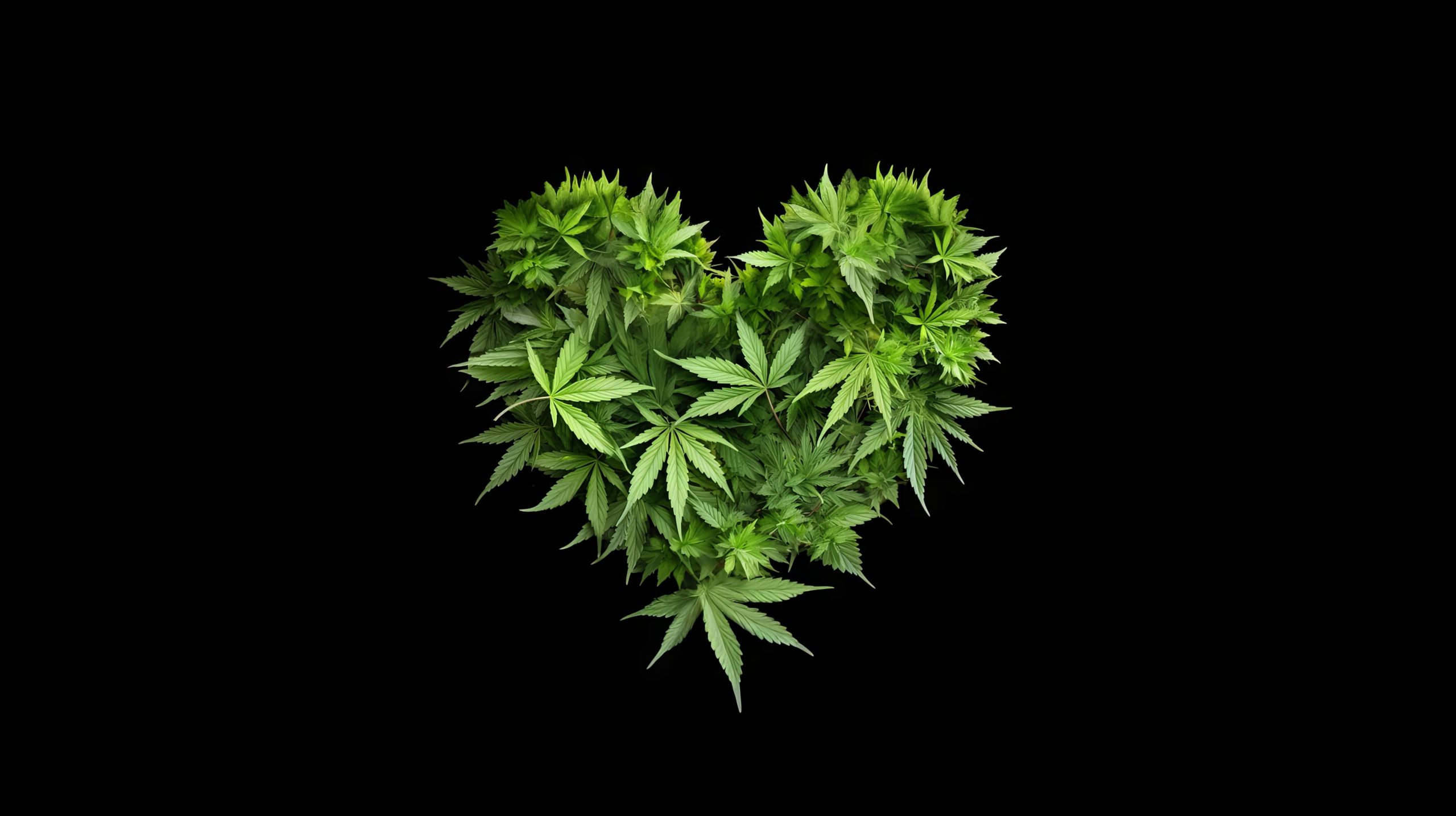 marijuana leaves shaped into heart atop a solid black background