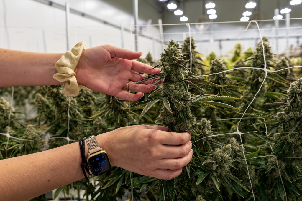 hands holding a cannabis flower inside of a cannabis farm